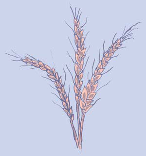 While most Americans eat refined wheat flour, whole wheat is the healthier, more flavorful option.